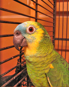 This is a beautiful Blue Front Amazon Parrot