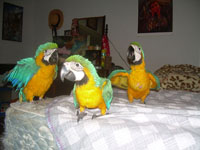 Beautiful and affectionate Little Blue and Gold Macaws
