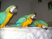 Our affectionate Blue and Gold Macaws