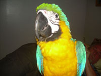Our affectionate Blue and Gold Macaws