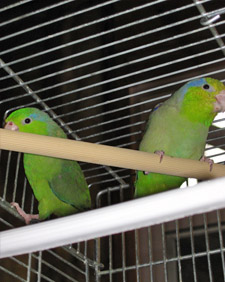 Our little Parrotlet Buddies