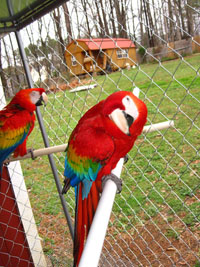 Beautiful Scarlet Macaws